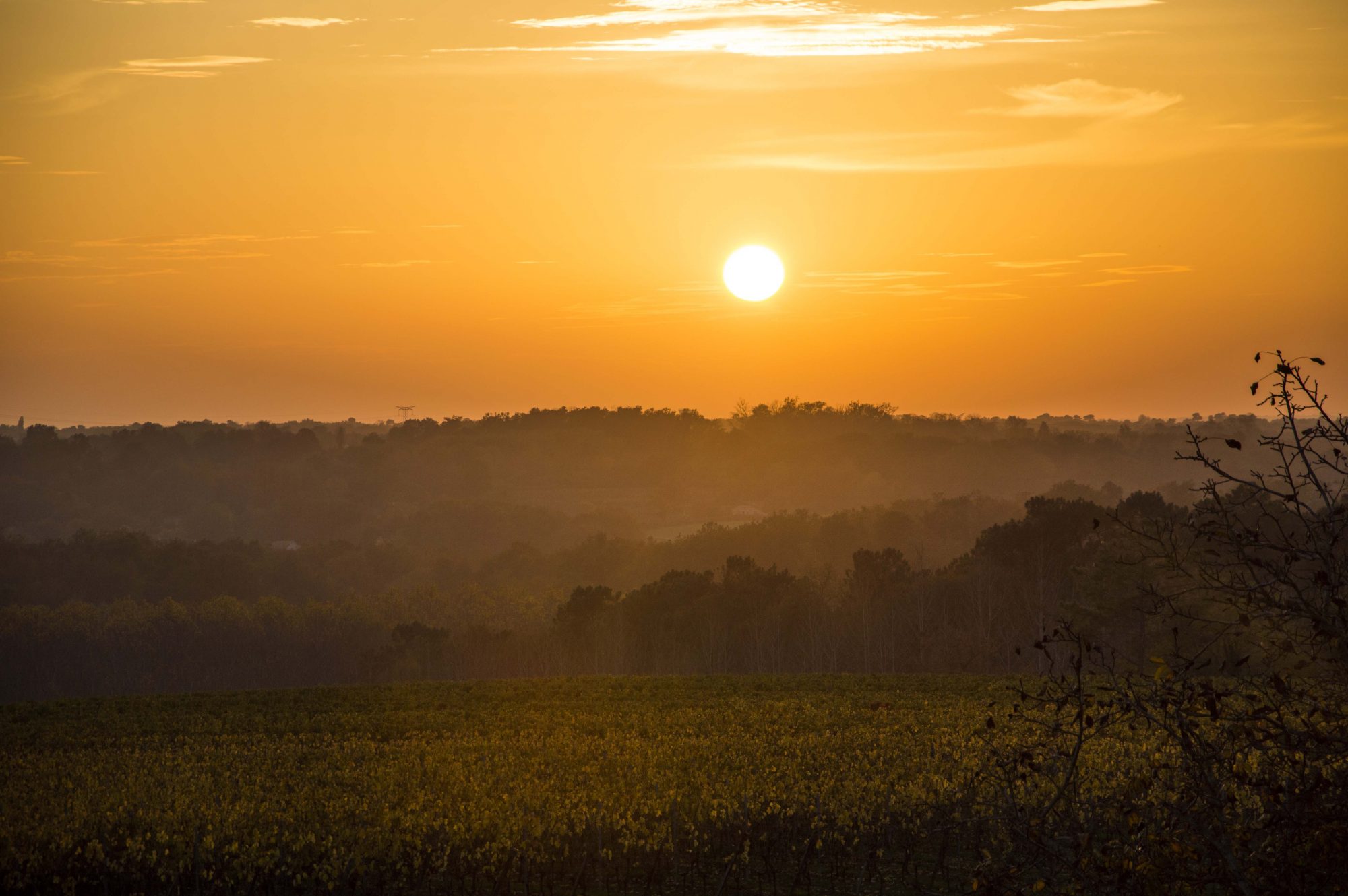 Coucher de soleil vigne bordeaux grand verdus